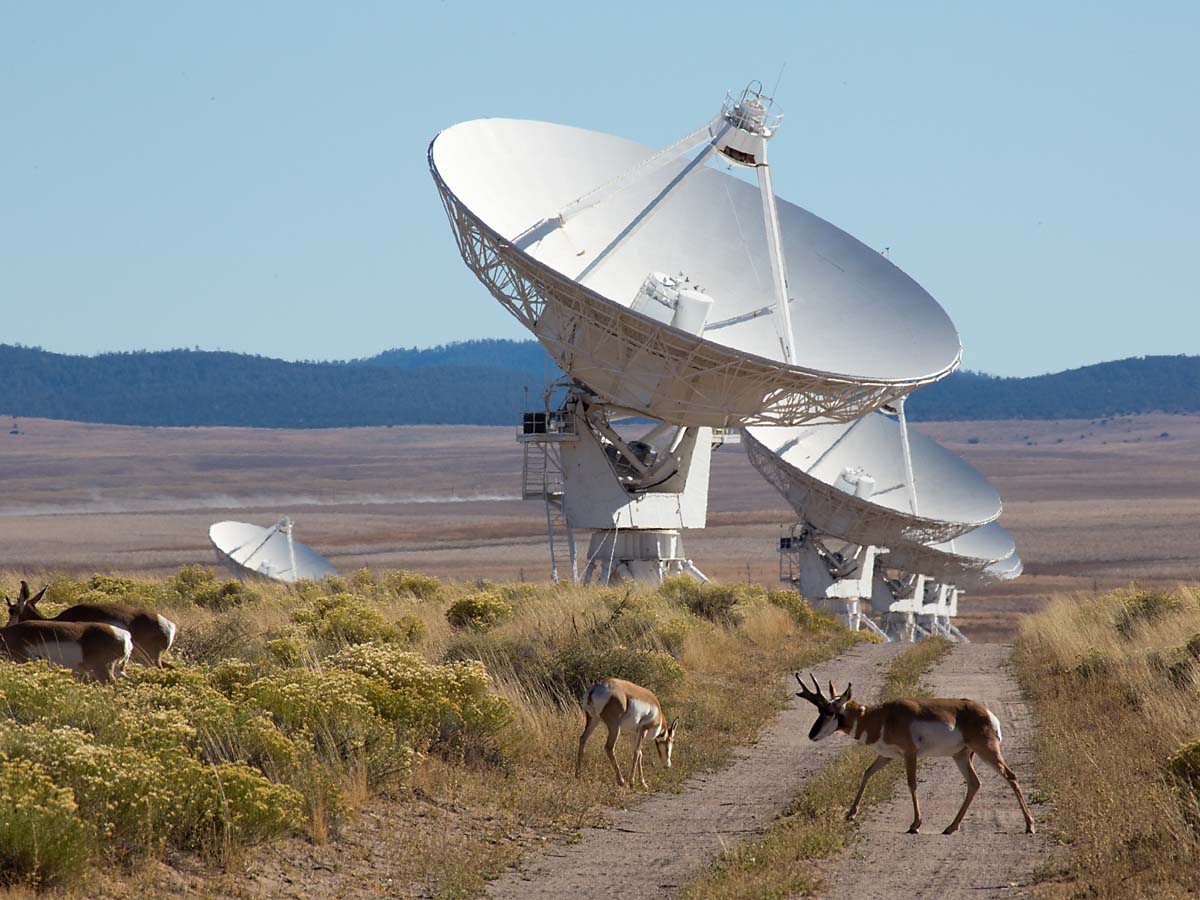 Pronghorns patrol the Very Large Array, New Mexico.  Click for next photo.