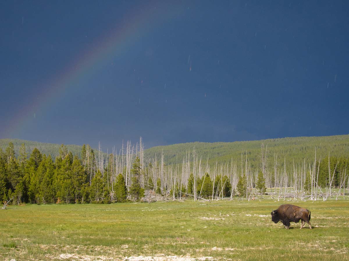 Bison and rainbow, Yellowstone.  Click for next photo.