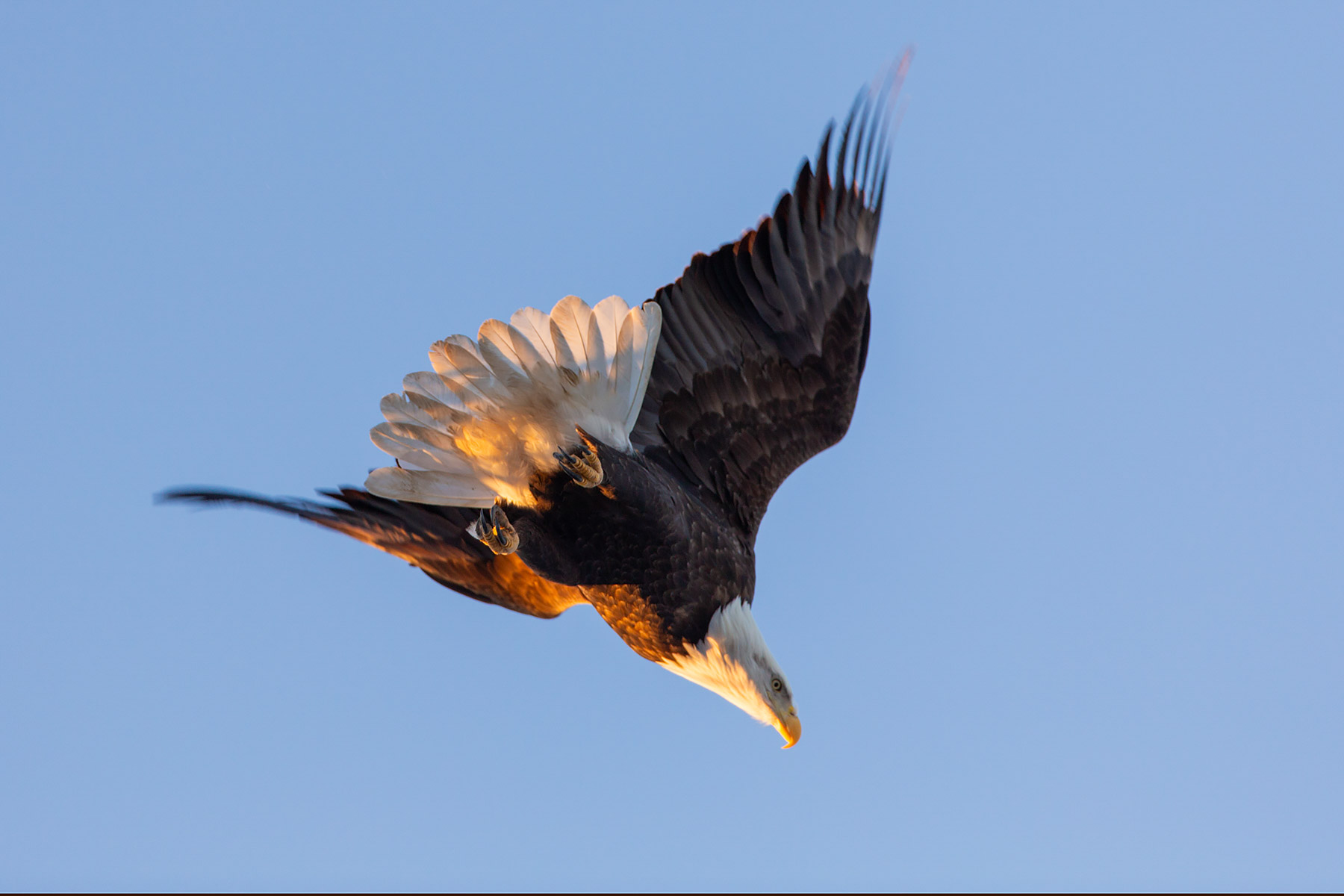 Bald eagle, Hamilton, Illinois.  Click for next photo.