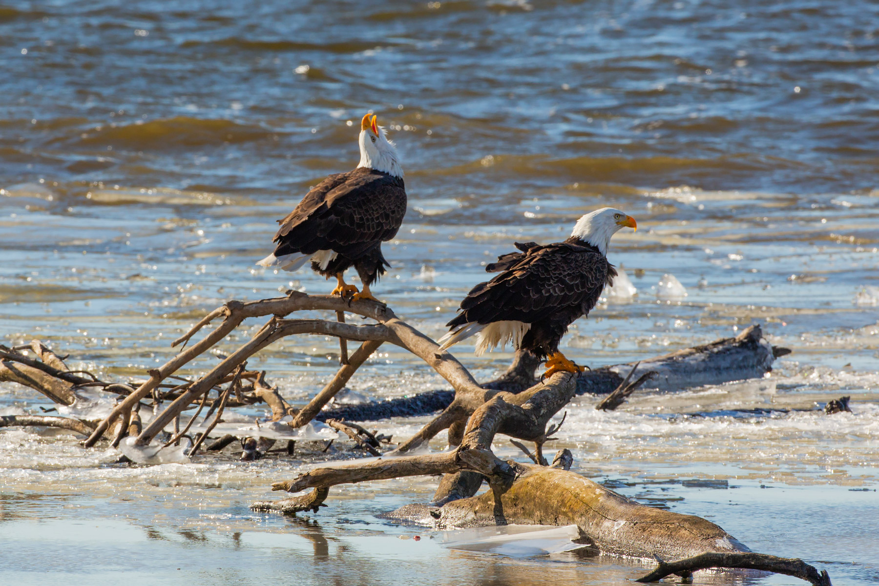 Bald eagles on the frozen Mississippi River shore, Ft. Madison, Iowa.  Click for next photo.