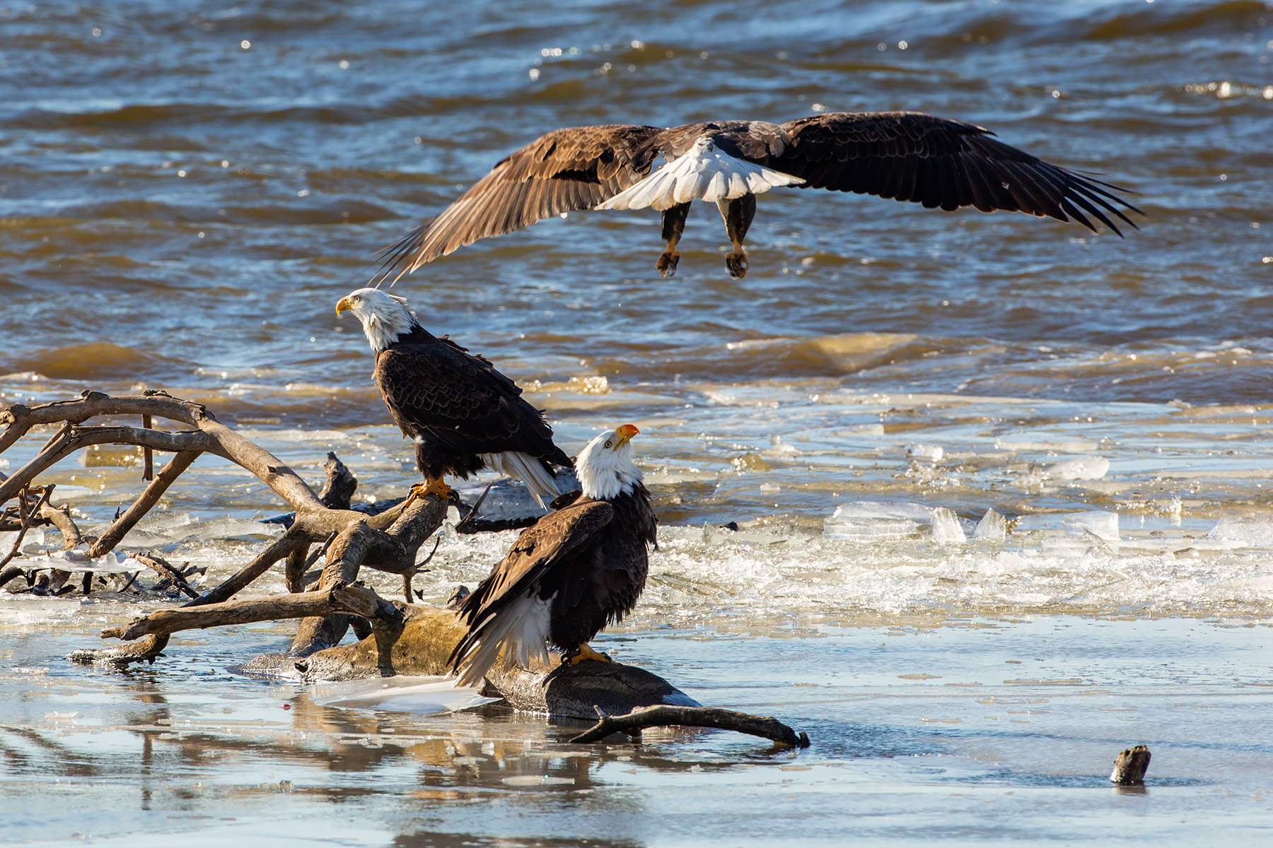 Bald eagles on the frozen Mississippi River shore, Ft. Madison, Iowa.  Click for next photo.