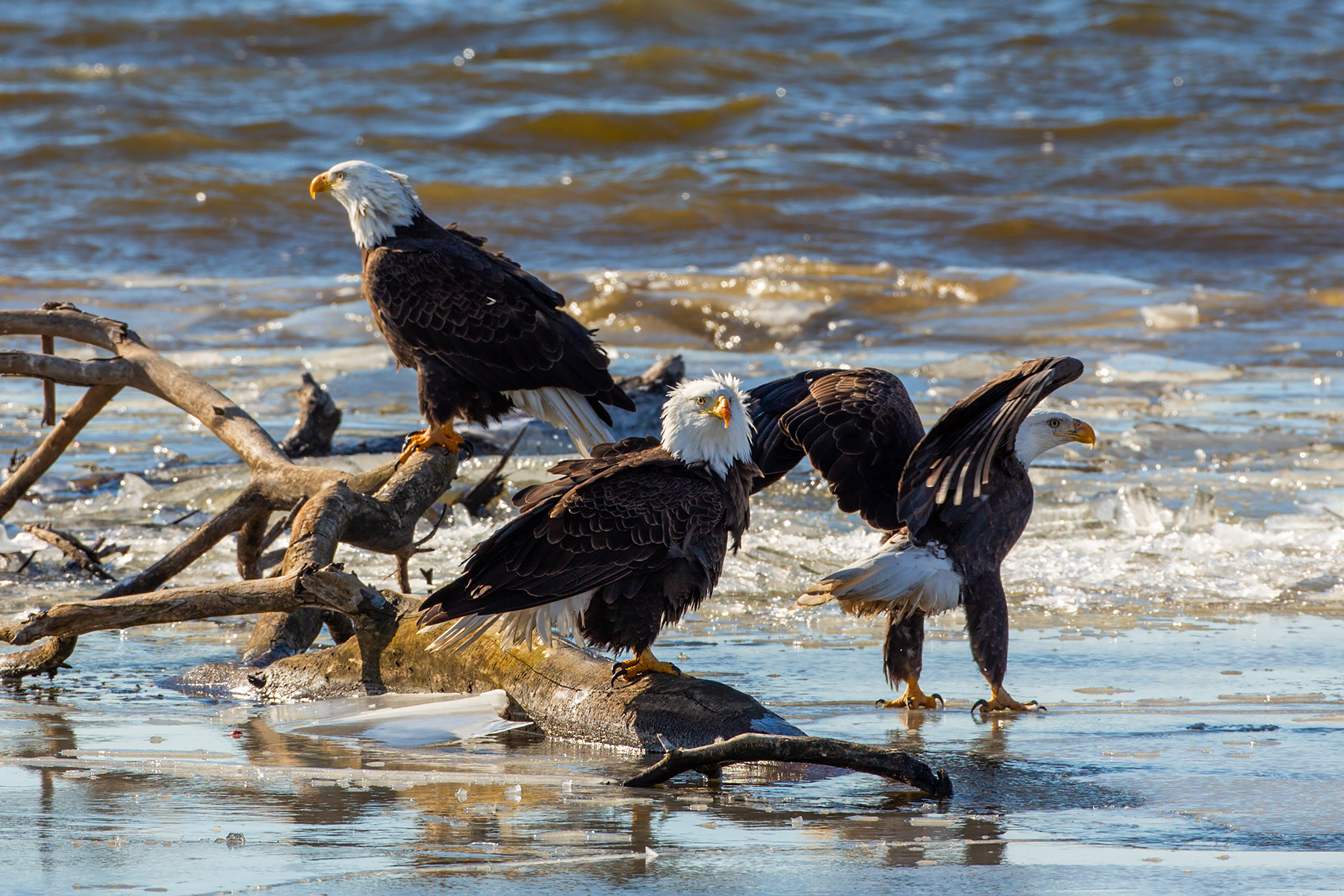 Bald eagles on the frozen Mississippi River shore, Ft. Madison, Iowa.  Click for next photo.