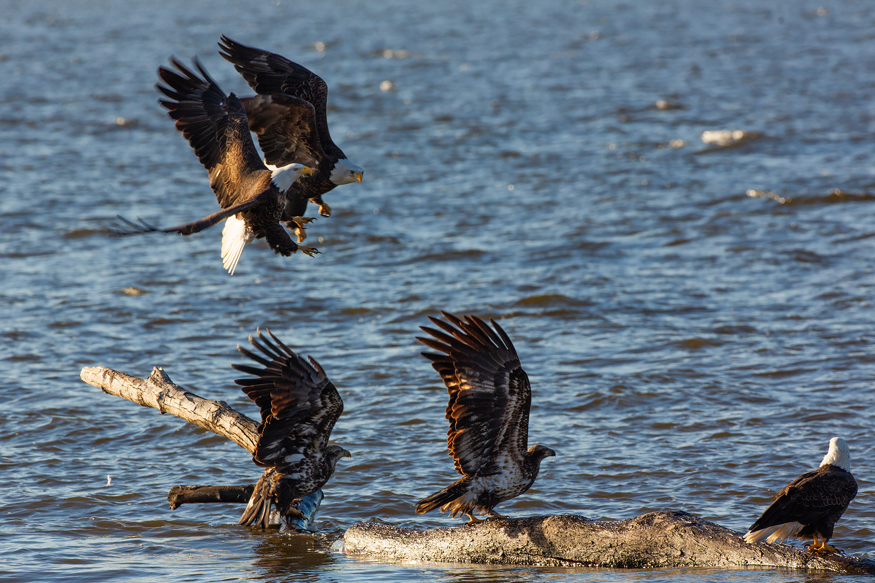 Bald eagle on the frozen Mississippi River shore, Ft. Madison, Iowa.  Click for next photo.