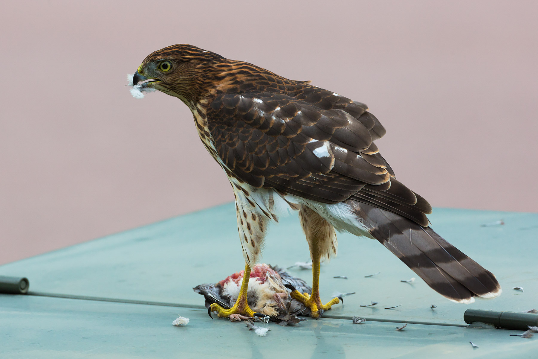 Cooper�s Hawk dining on some other bird in front of my house, South Dakota.  Click for next photo.