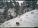 Coyote trudges through the snow, trailcam photo from Jan. 12, 2013, Wind Cave National Park, South Dakota.