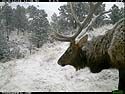 Elk on trail camera, Wind Cave National Park, South Dakota, Dec. 4, 2013.