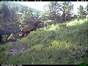 Elk on trail camera, Wind Cave National Park, South Dakota, July 18, 2013.