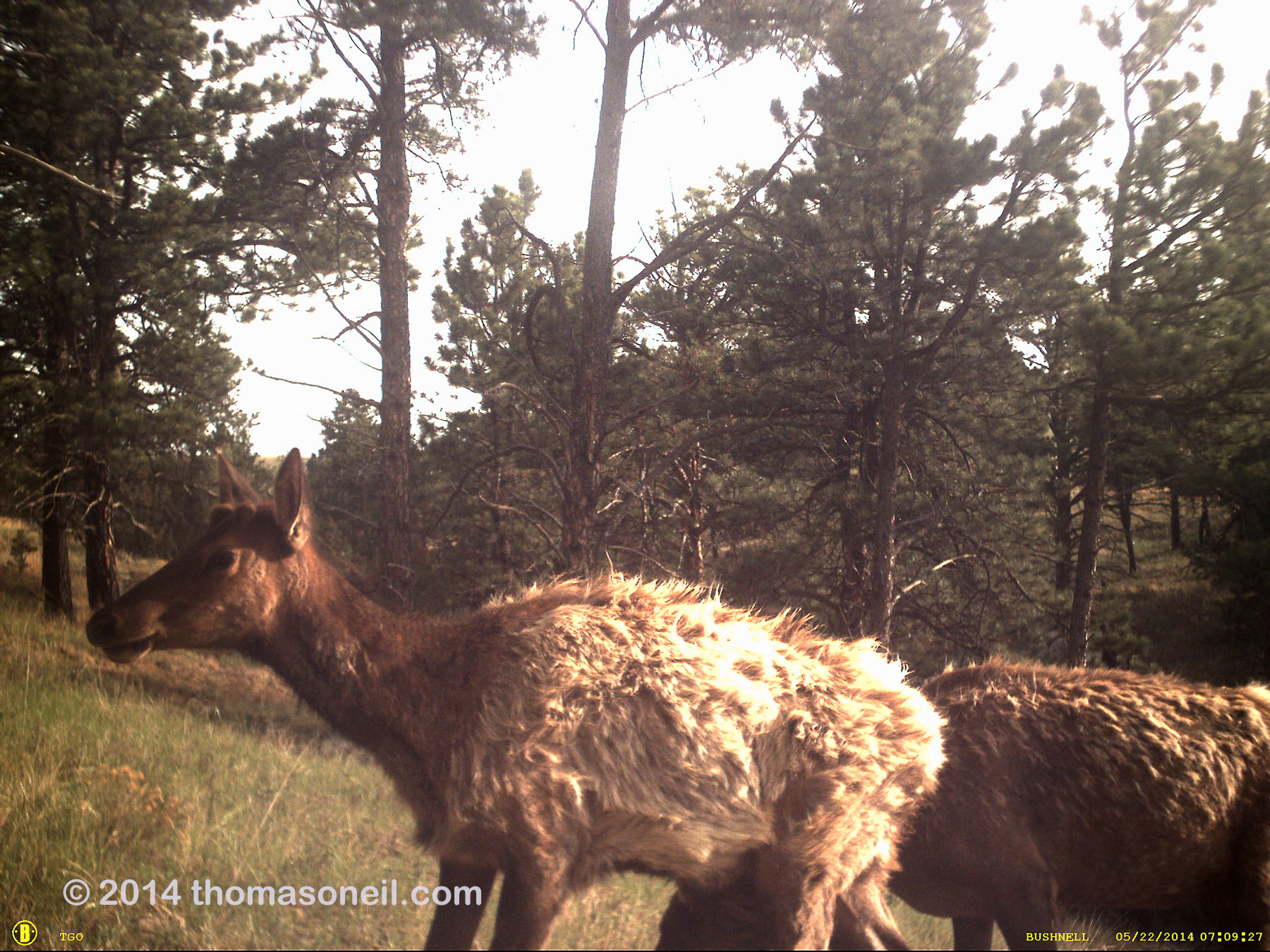Elk on old Bushnell trailcam, Wind Cave National Park.  The Bushnell was retired after this.  Click for next photo.