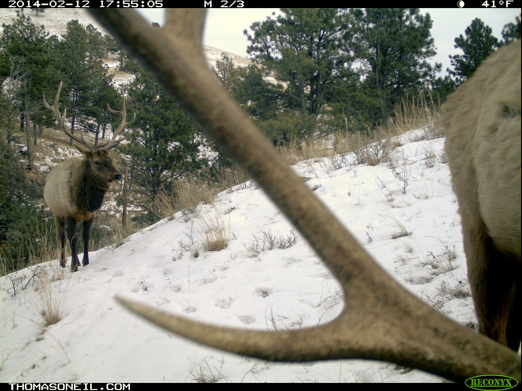 Elk on trail camera, Wind Cave National Park, South Dakota, Feb. 12, 2014.  Click for next photo.