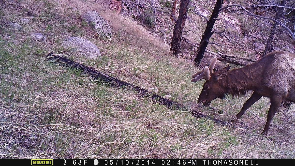 Elk on Moultrie trailcam, Wind Cave National Park.  The image is crooked due to the elk in the previous image knocking the camera askew.  Click for next photo.