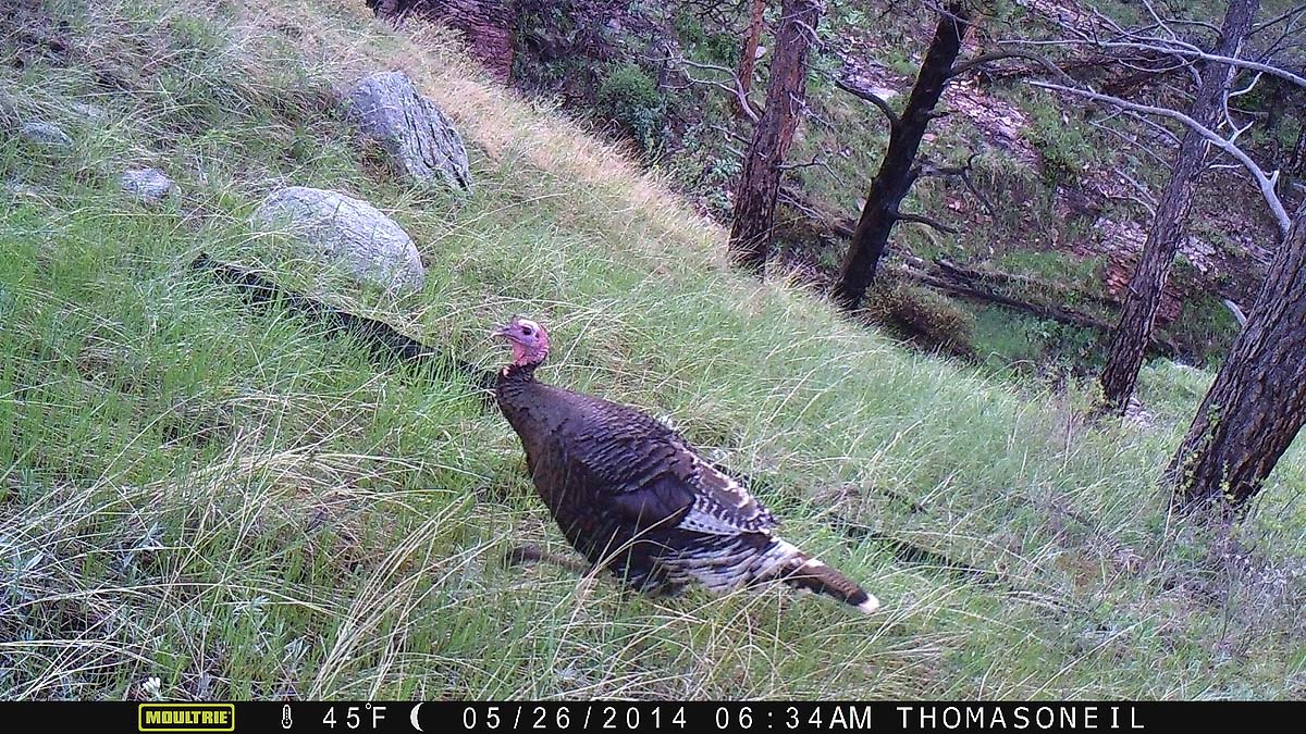 Turkey on Moultrie trailcam, Wind Cave National Park.  Click for next photo.