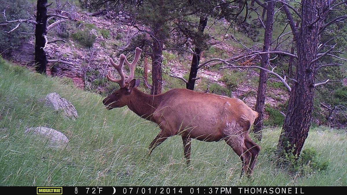 Elk on Moultrie trailcam, Wind Cave National Park.  Click for next photo.