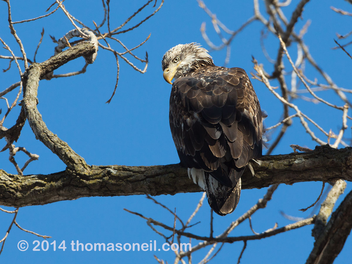 Bald eagle (juvenile), Lock and Dam 18 on the Mississippi River in Illinois, January 2014.  Click for next photo.