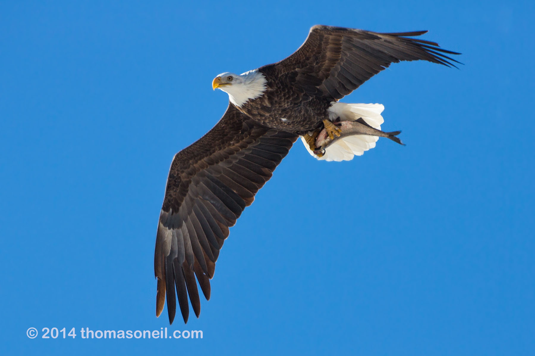 Bald eagle with fish, Lock and Dam 18 on the Mississippi River in Illinois, January 2014.  Click for next photo.