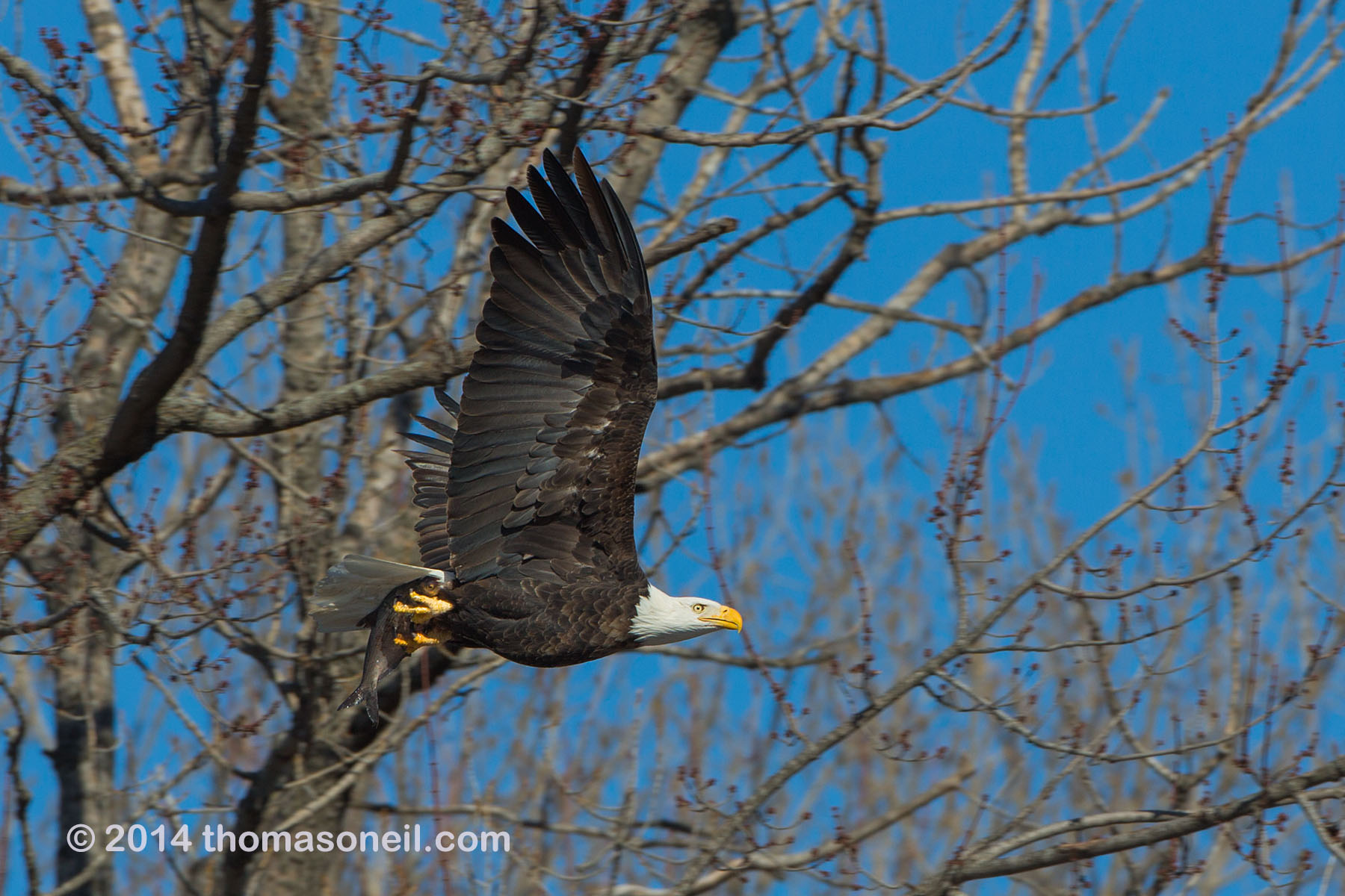 Bald eagle with fish, Lock and Dam 18 on the Mississippi River in Illinois, January 2014.  Click for next photo.
