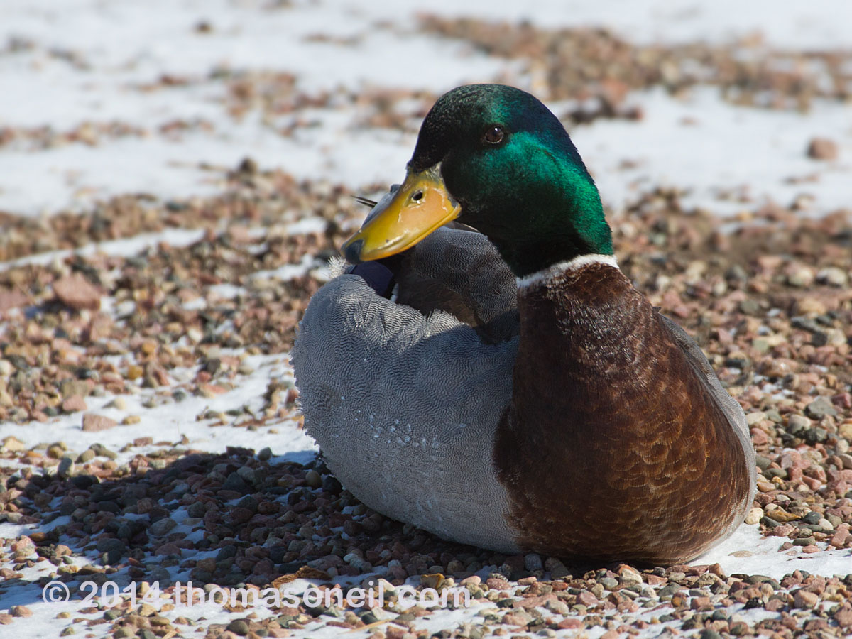 Duck finds a (relatively) warm patch of ground, Arrowhead Park, Sioux Falls, SD.  Click for next photo.