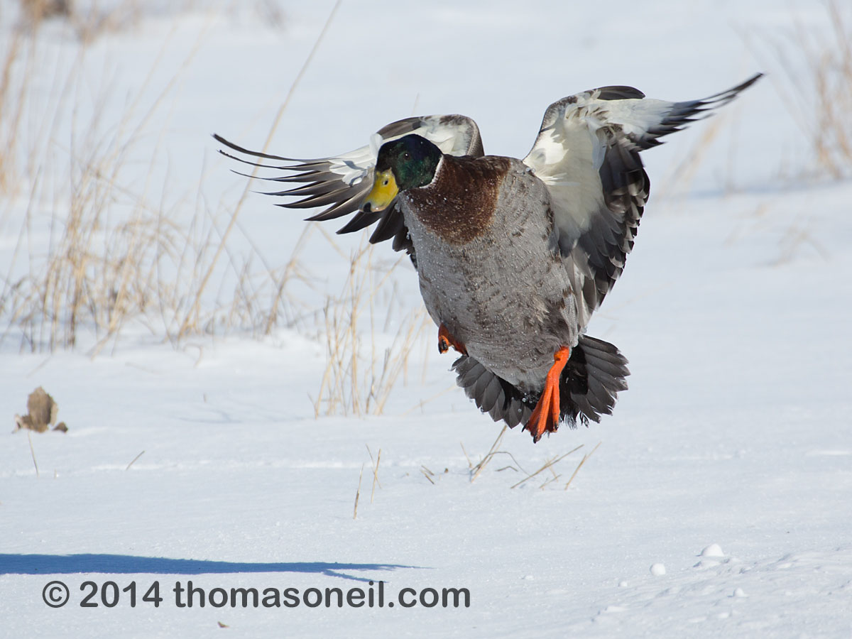 Duck landing, Arrowhead Park, Sioux Falls.  Click for next photo.
