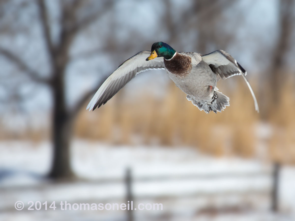 Duck in flight, Arrowhead Park, Sioux Falls, SD.  Click for next photo.