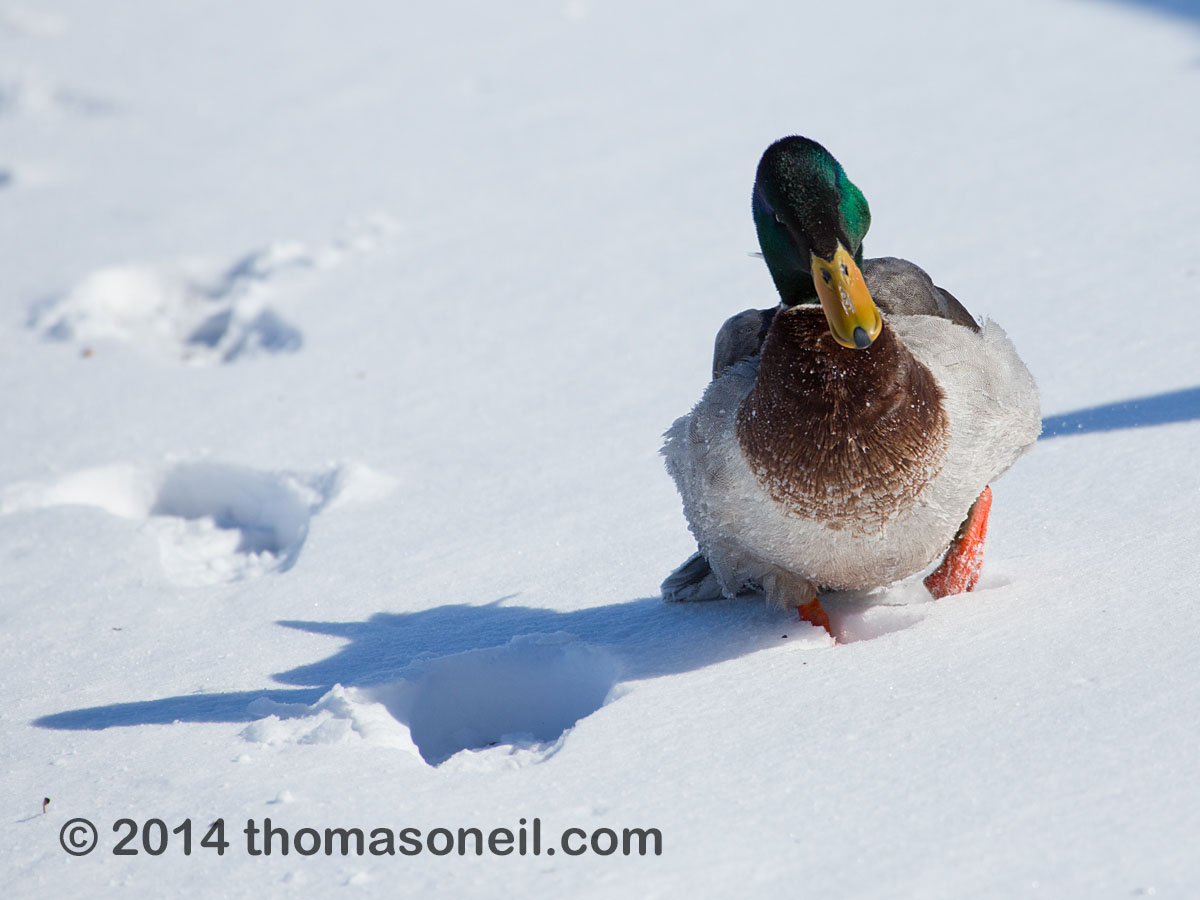 Duck struggling through the snow, Arrowhead Park, Sioux Falls, SD.  Click for next photo.