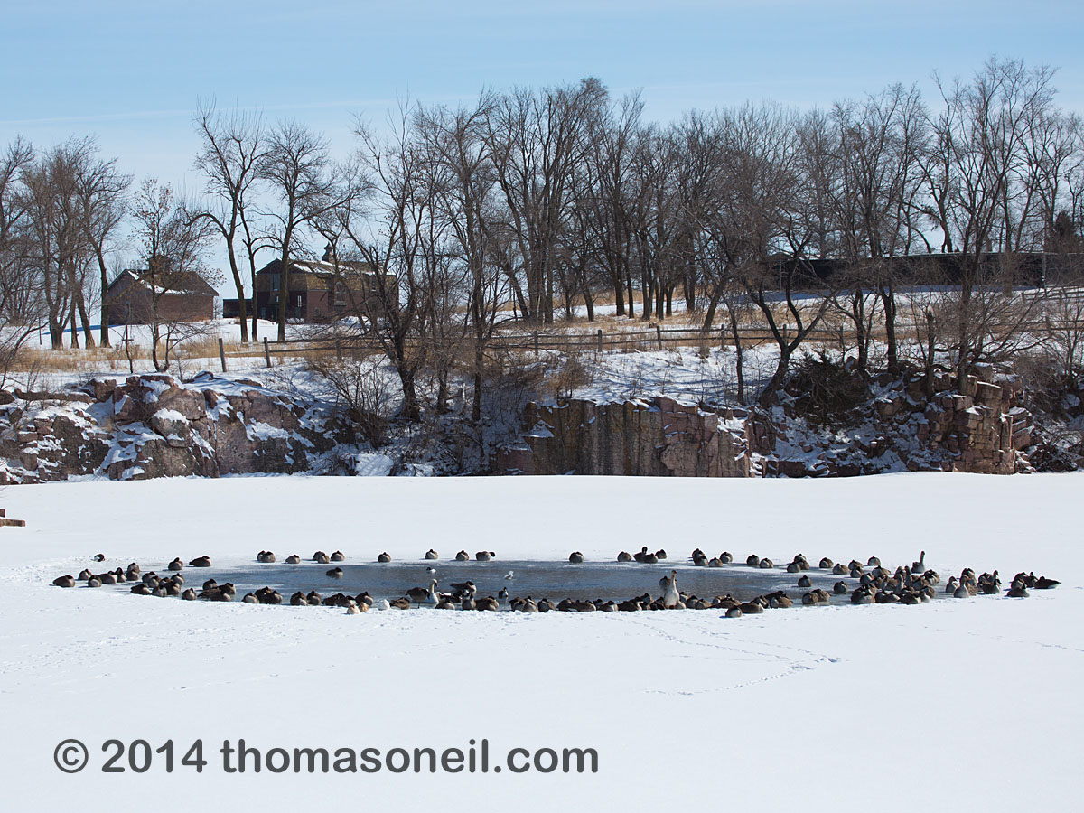Ducks and geese huddle around a patch of open water, Arrowhead Park, Sioux Falls, SD.  The temperature was 0 degrees Fahrenheit.  Click for next photo.