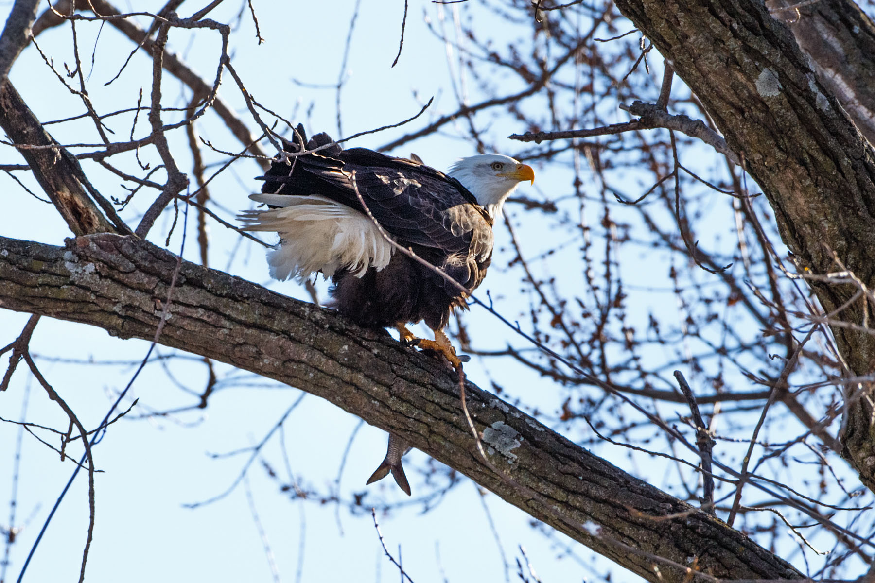 Bald eagle with fish, Lock and Dam 18 on the Mississippi River in Illinois.  Click for next photo.