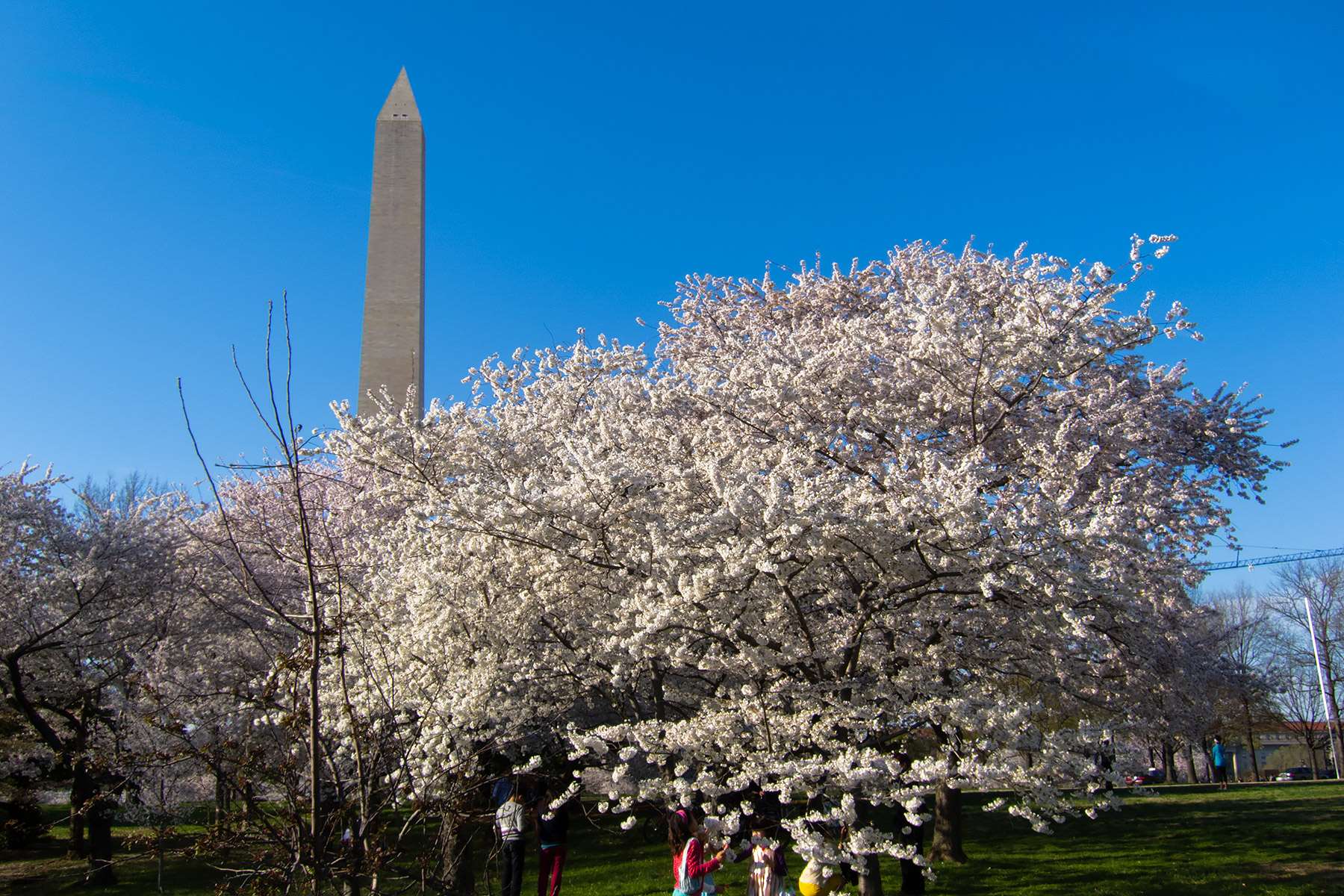 Cherry Blossom Festival, Washington, DC.  Click for next photo.