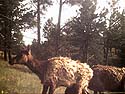 Elk on old Bushnell trailcam, Wind Cave National Park.  The Bushnell was retired after this.