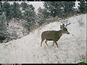 Deer on trailcam, Custer State Park, November 2014.