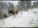 Elk on trail camera, Wind Cave National Park, South Dakota, Feb. 8, 2014.
