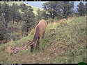 Elk on Reconyx trailcam, Wind Cave National Park.