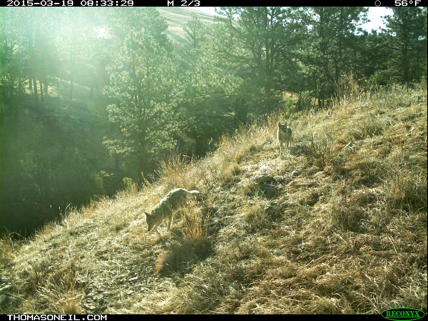 Two coyotes on trailcam, Wind Cave National Park, March 2015,   Click for next photo.