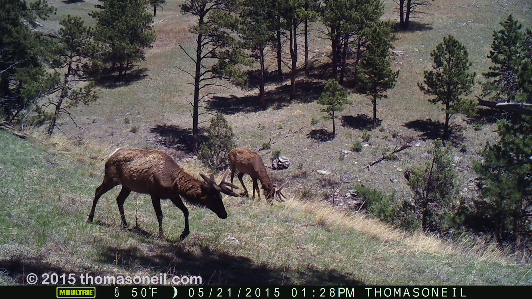 Two elk on trailcam, Wind Cave National Park, May 2015,   Click for next photo.