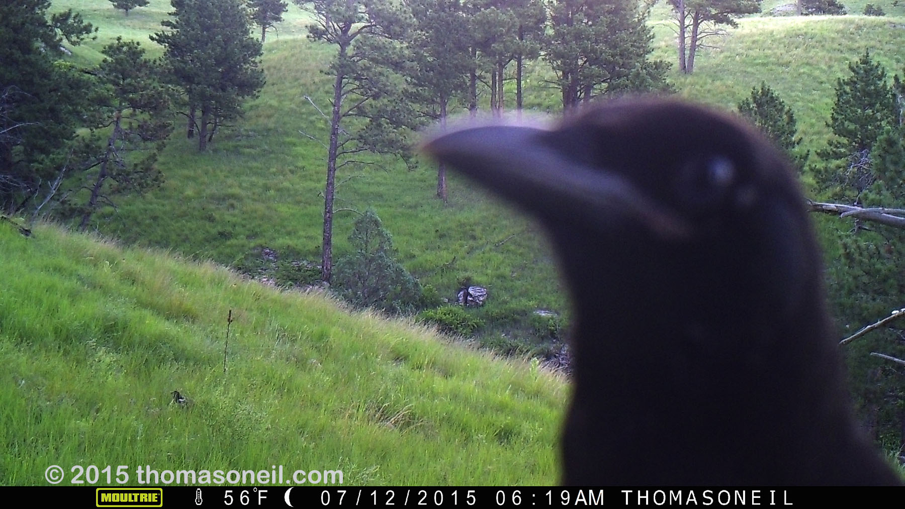 Raven getting up close with trailcam, Wind Cave National Park, July 2015,   Click for next photo.