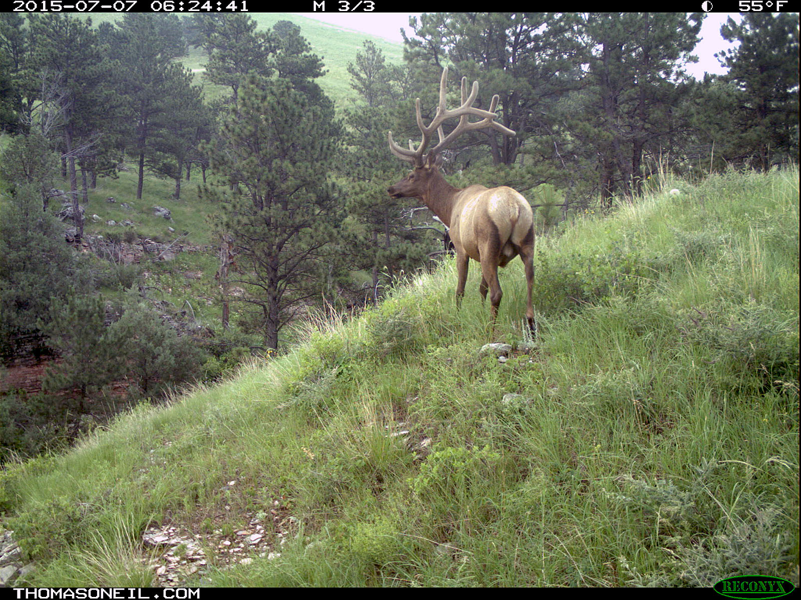Elk scratching sequence on trailcam, 1 of 7, Wind Cave National Park, July 2015,   Click for next photo.
