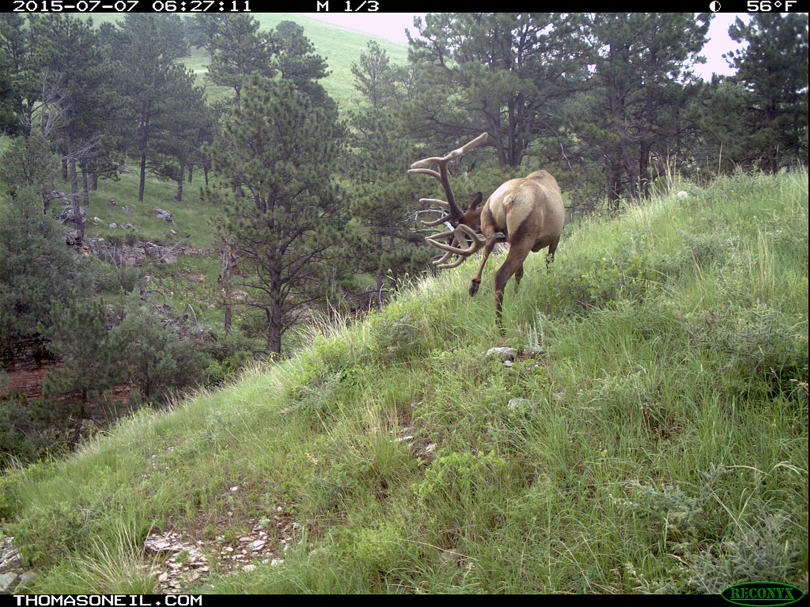 Elk scratching sequence on trailcam, 2 of 7, Wind Cave National Park, July 2015,   Click for next photo.