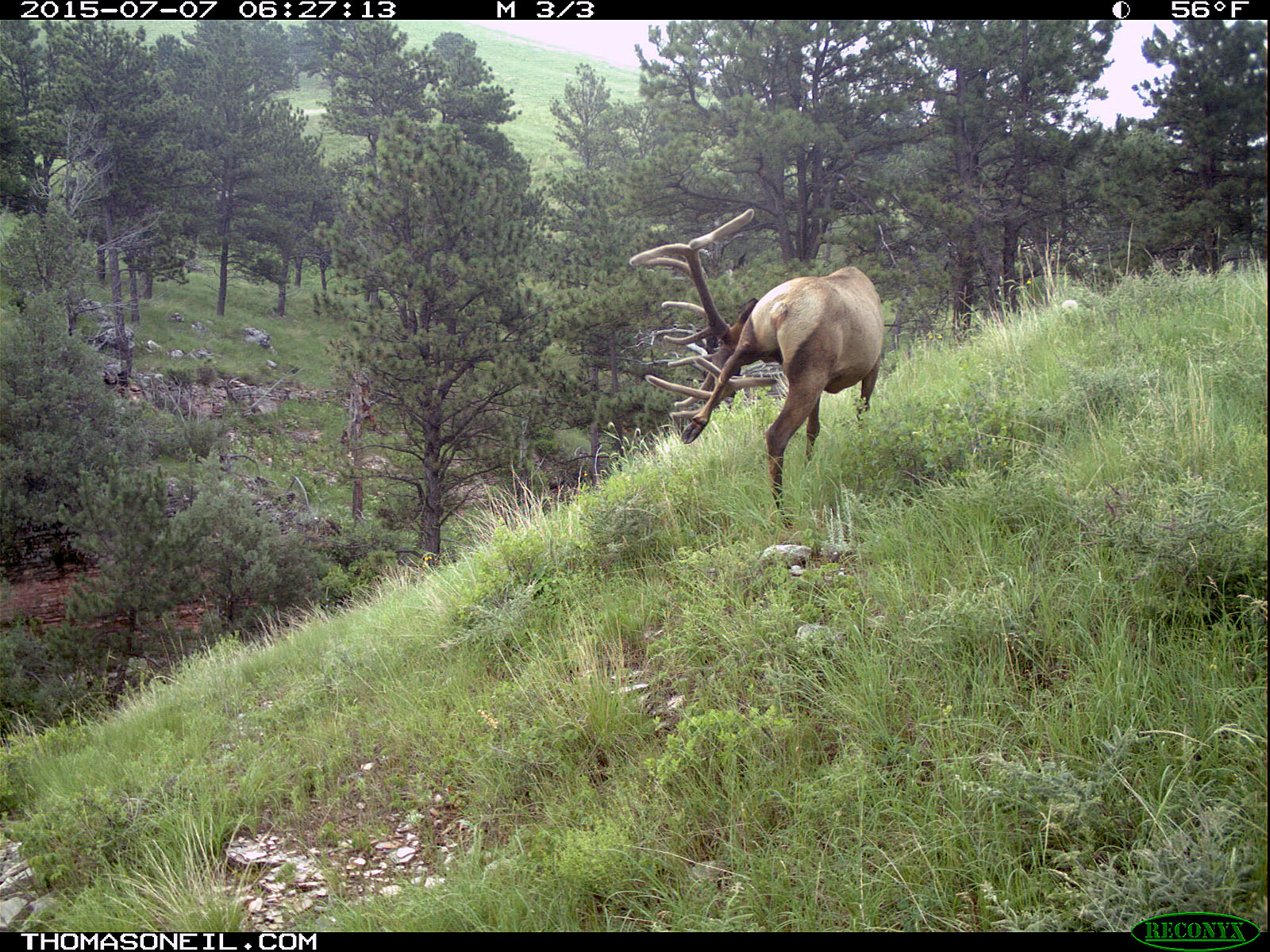 Elk scratching sequence on trailcam, 4 of 7, Wind Cave National Park, July 2015,   Click for next photo.