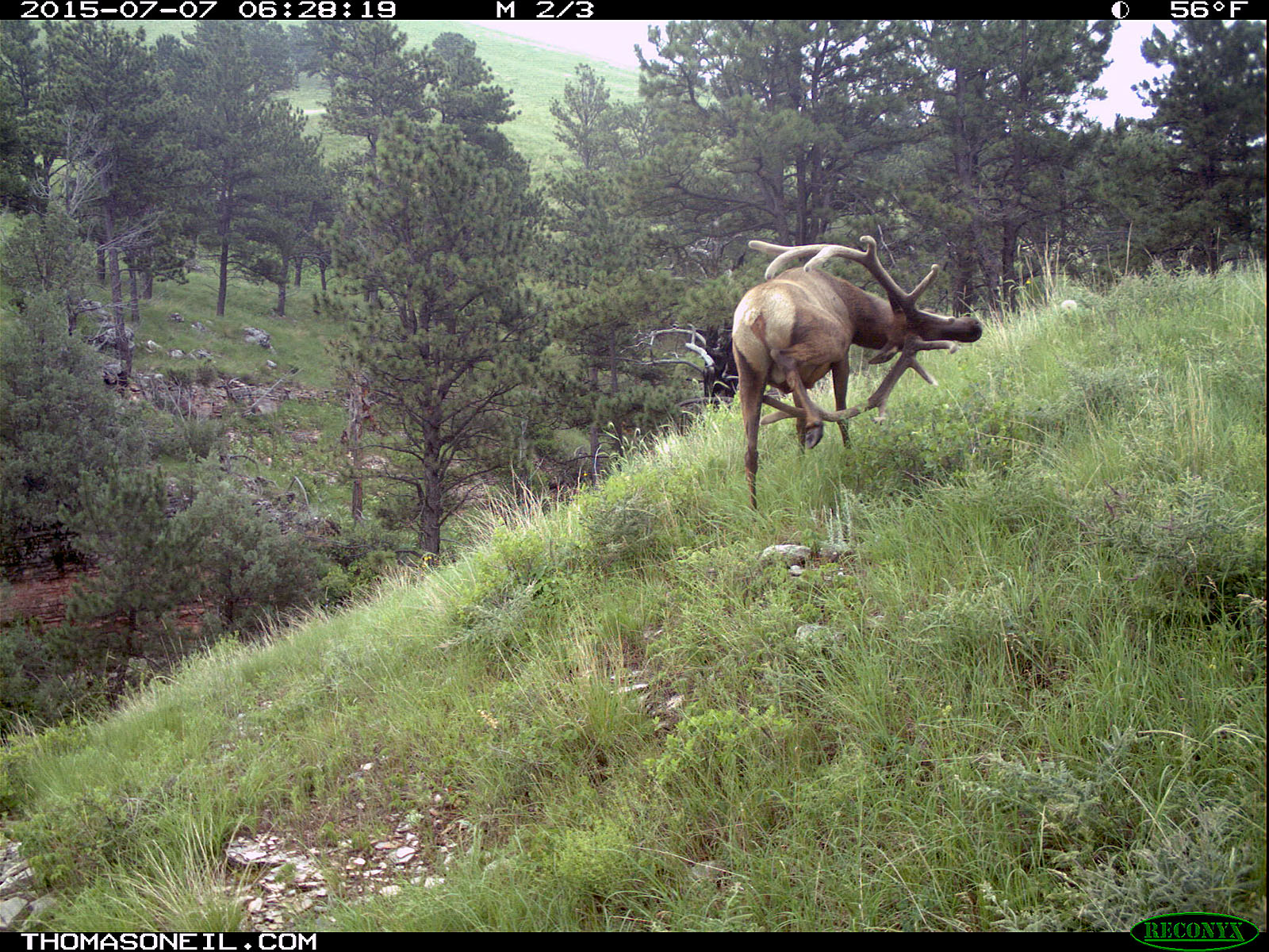 Elk scratching sequence on trailcam, 6 of 7, Wind Cave National Park, July 2015,   Click for next photo.