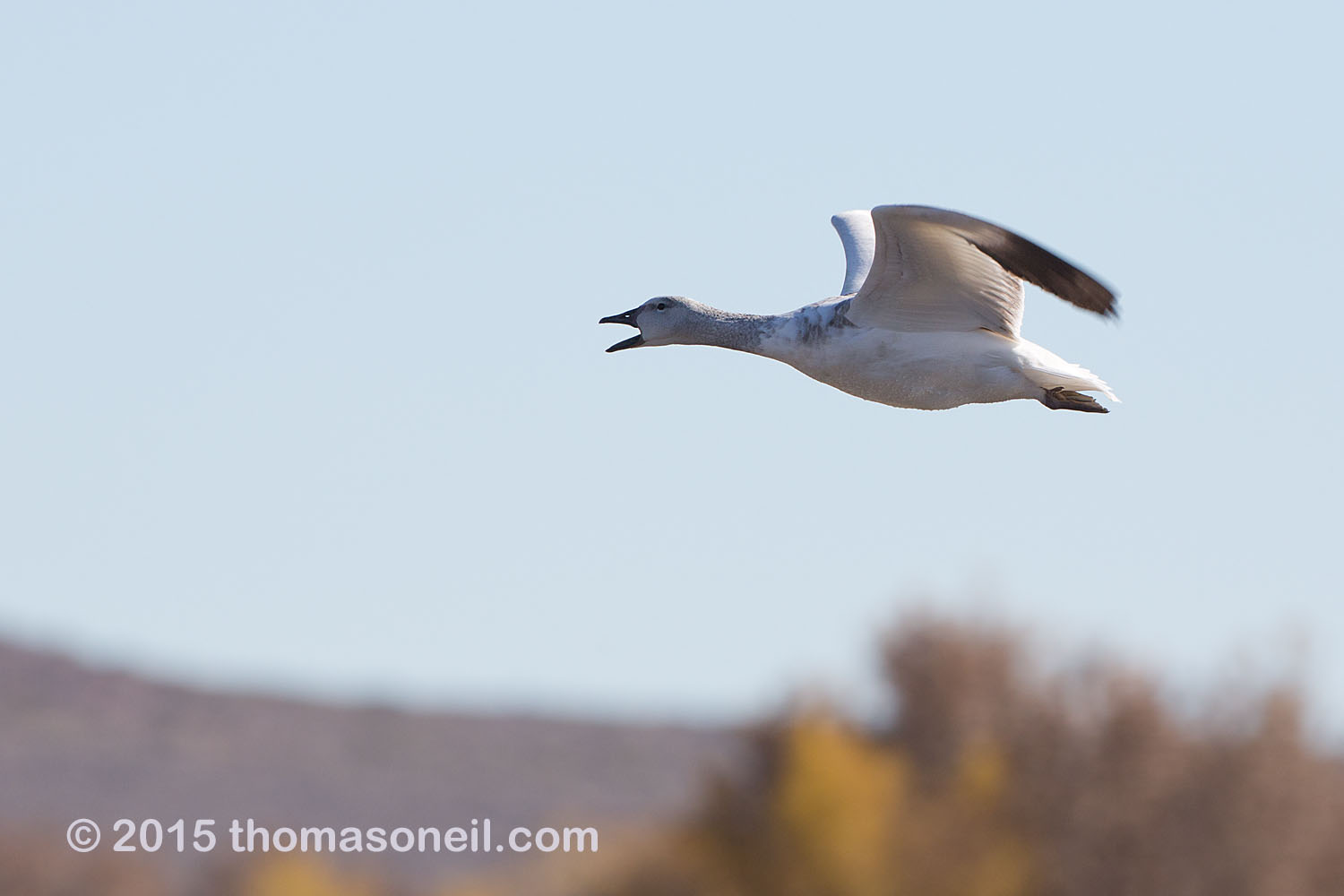 Snow goose, Bosque del Apache NWR, New Mexico, November 2015  Click for next photo.