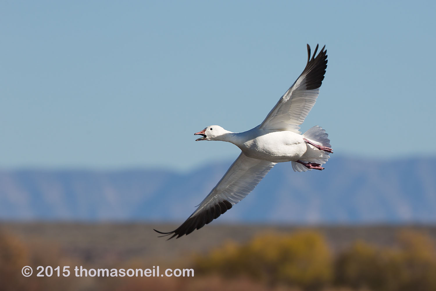 Snow goose, Bosque del Apache NWR, New Mexico, November 2015  Click for next photo.