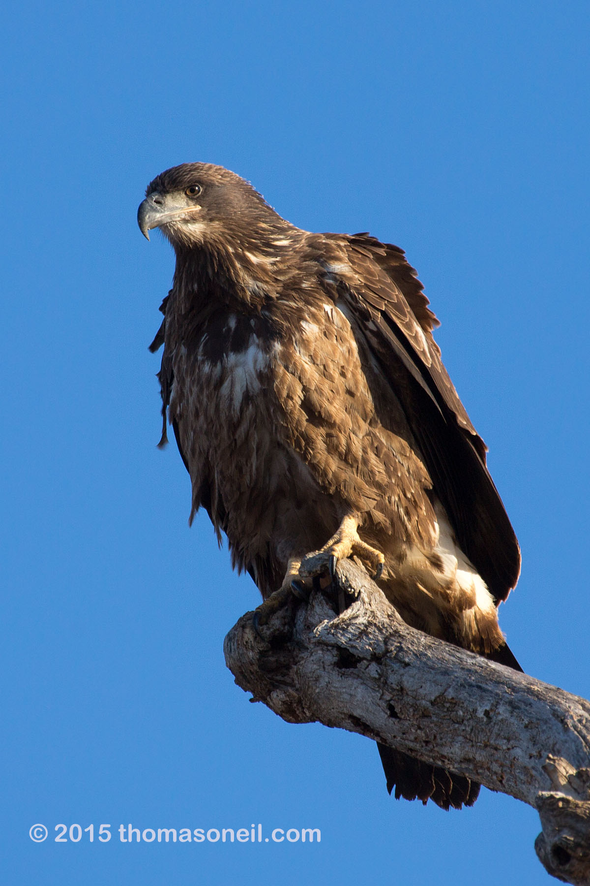 Bald eagle (juvenile), Squaw Creek NWR, Missouri, December 2015.  Click for next photo.