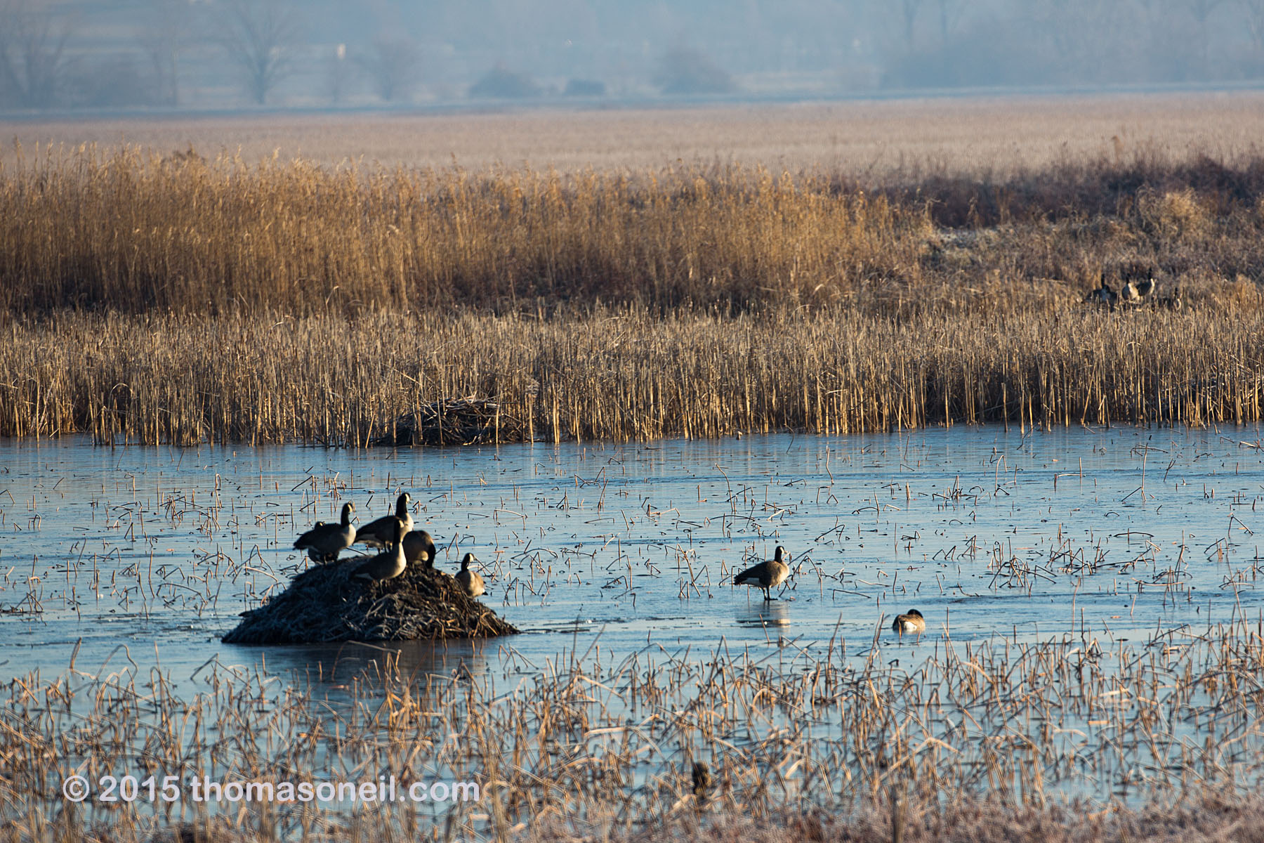 Geese, Squaw Creek NWR, Missouri, December 2015.  Click for next photo.