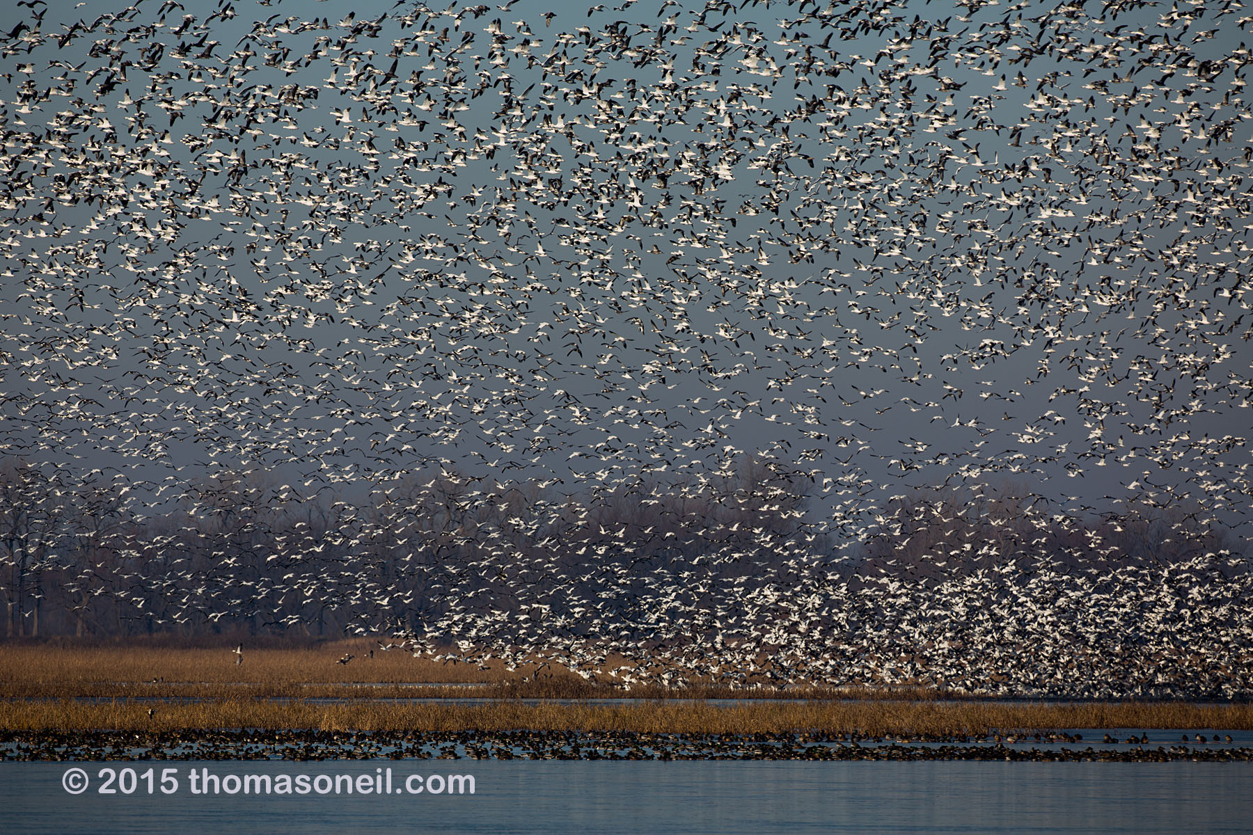 Snow geese, Squaw Creek NWR, Missouri, December 2015.  Click for next photo.