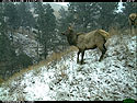 Trailcam image from Wind Cave National Park in November 2015, elk in show.