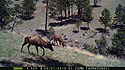 Two elk on trailcam, Wind Cave National Park, May 2015, 