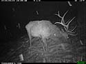 Elk on trailcam, Custer State Park, March 2015.