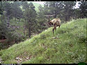 Elk scratching sequence on trailcam, 3 of 7, Wind Cave National Park, July 2015, 