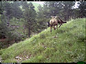 Elk scratching sequence on trailcam, 6 of 7, Wind Cave National Park, July 2015, 