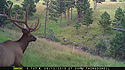 Elk on trailcam, Wind Cave National Park, August 2015, 