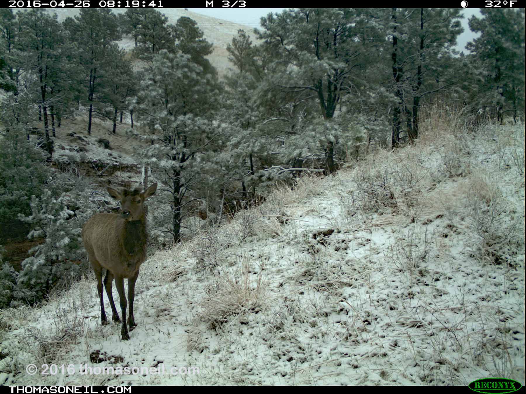 Trailcam image from Wind Cave National Park in April 2016, elk in snow.  Click for next photo.