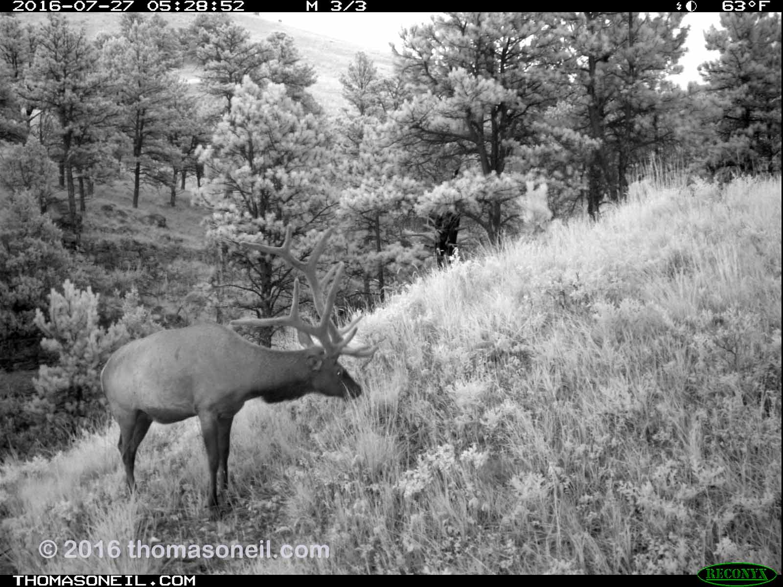 Elk on trailcam just before dawn, Wind Cave National Park.  Click for next photo.